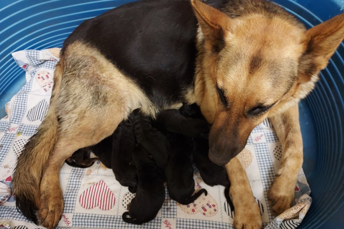 Photo 2 Chiots type berger allemand 