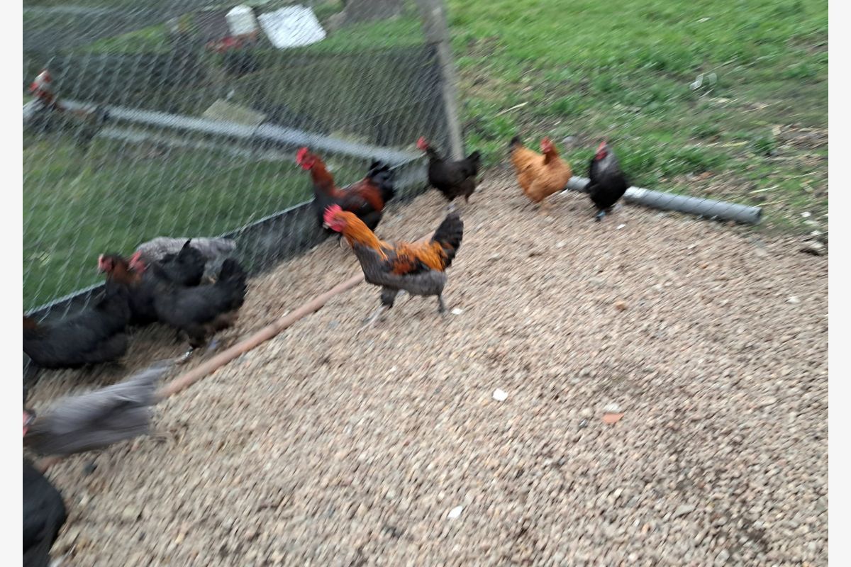 Parquet poules et coq marans