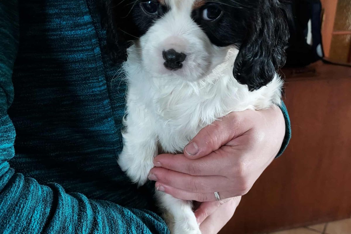 Photo 3 A vendre chiots cavalier King Charles lof 