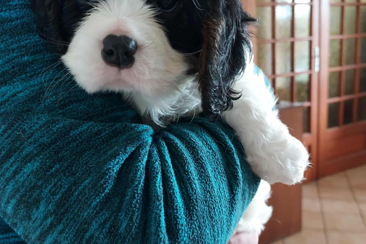 Photo 2 A vendre chiots cavalier King Charles lof 