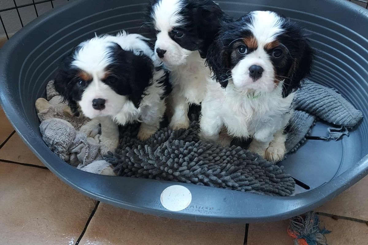 A vendre chiots cavalier King Charles lof 