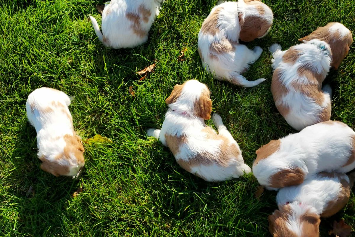 A réserver chiots cavalier King Charles lof