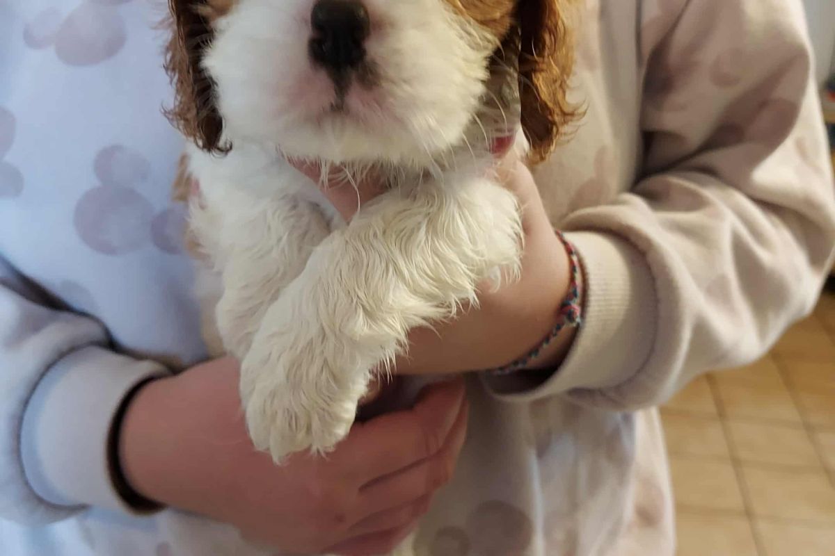Photo 2 A réserver chiots cavalier King Charles lof