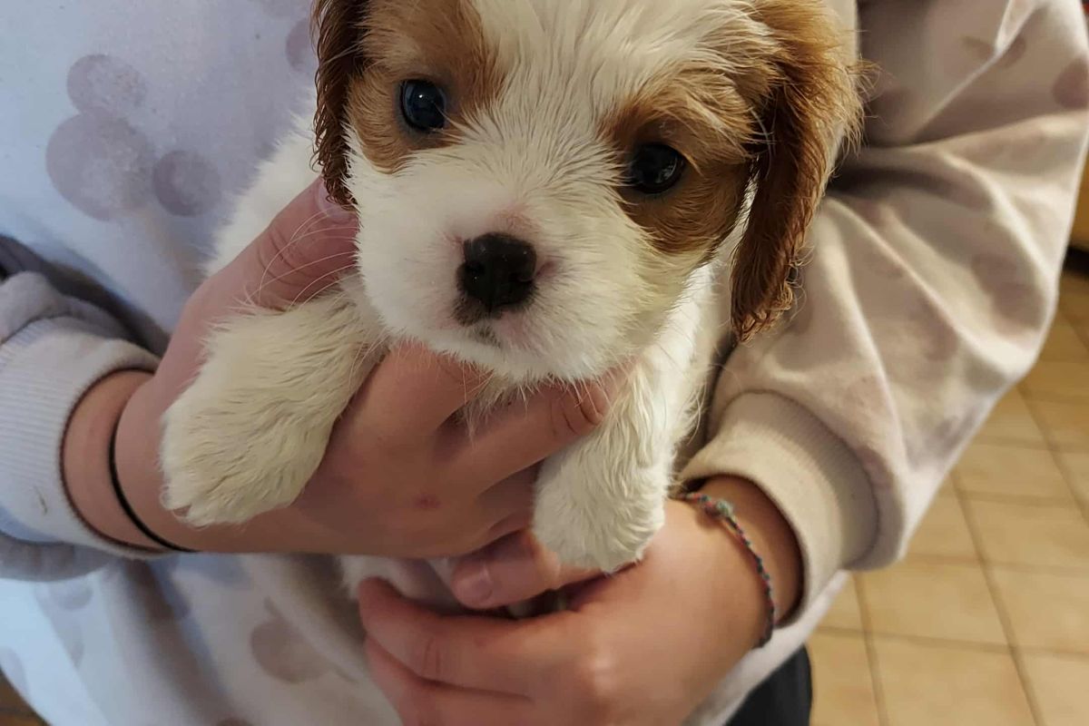 Photo 3 A réserver chiots cavalier King Charles lof