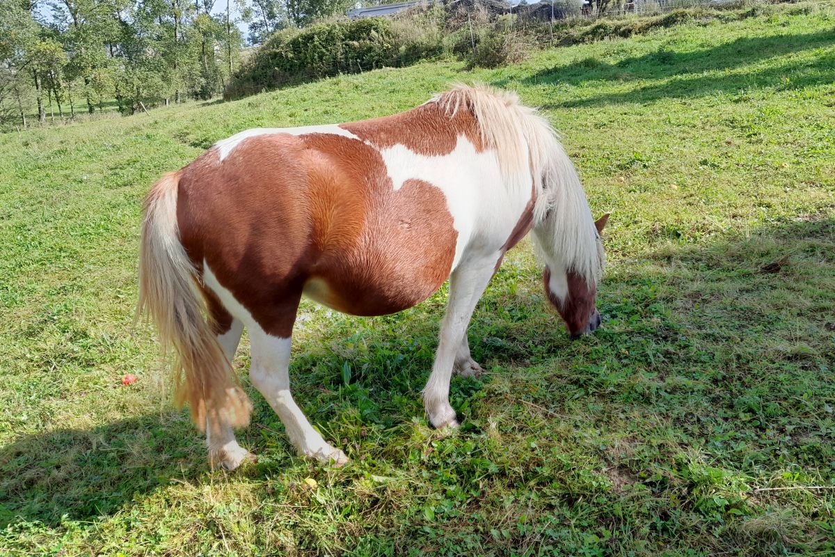 ponette gestante 125 cm