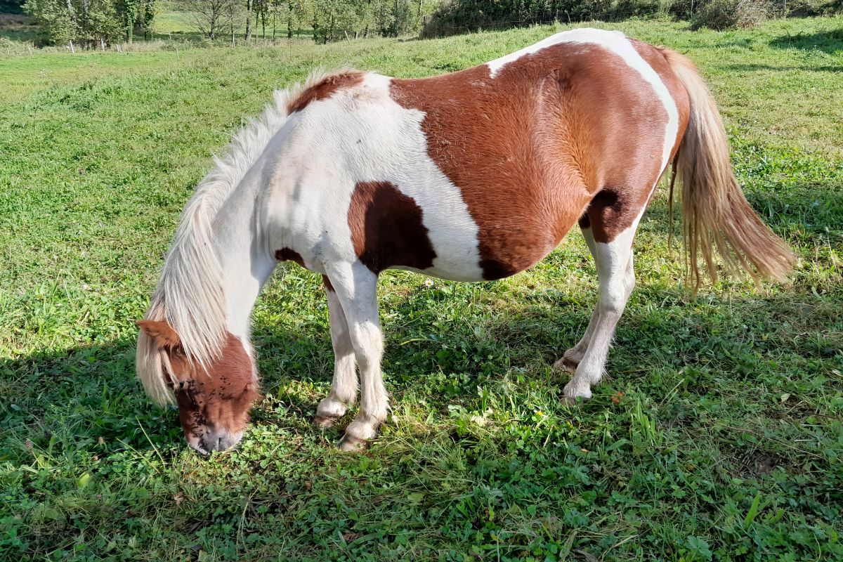 Photo 2 ponette gestante 125 cm