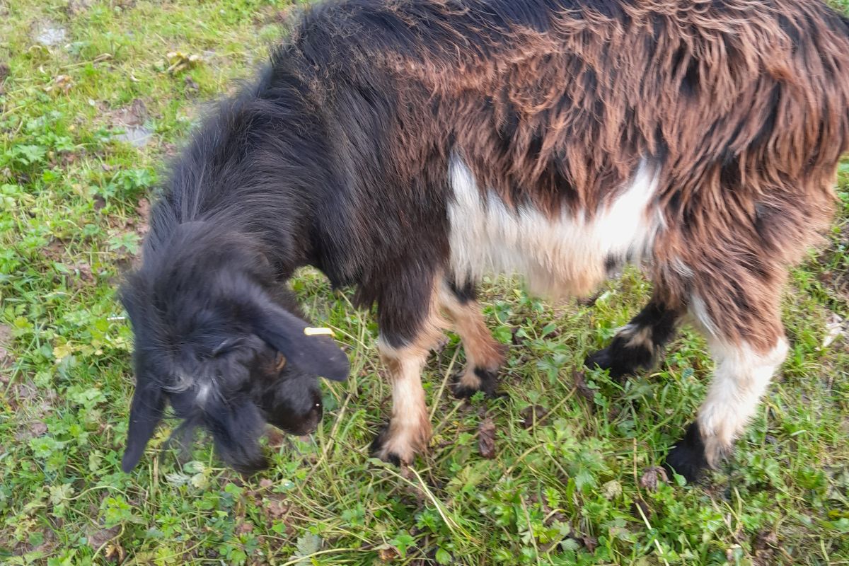 Photo 2 perdu bouc