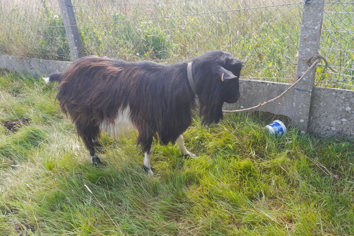perdu bouc