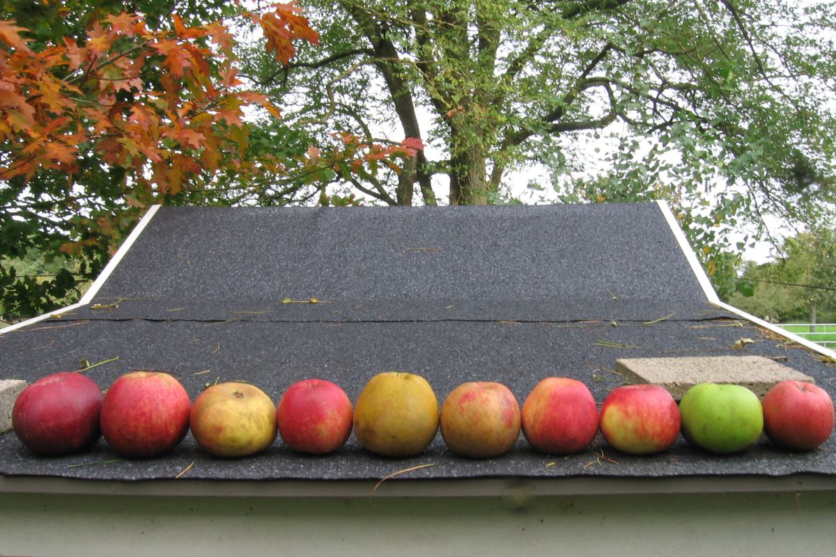 Pommes & poires à couteau