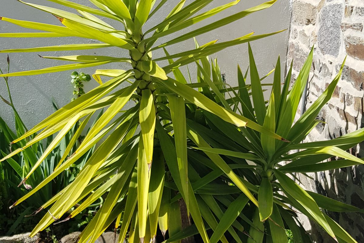 Yucca