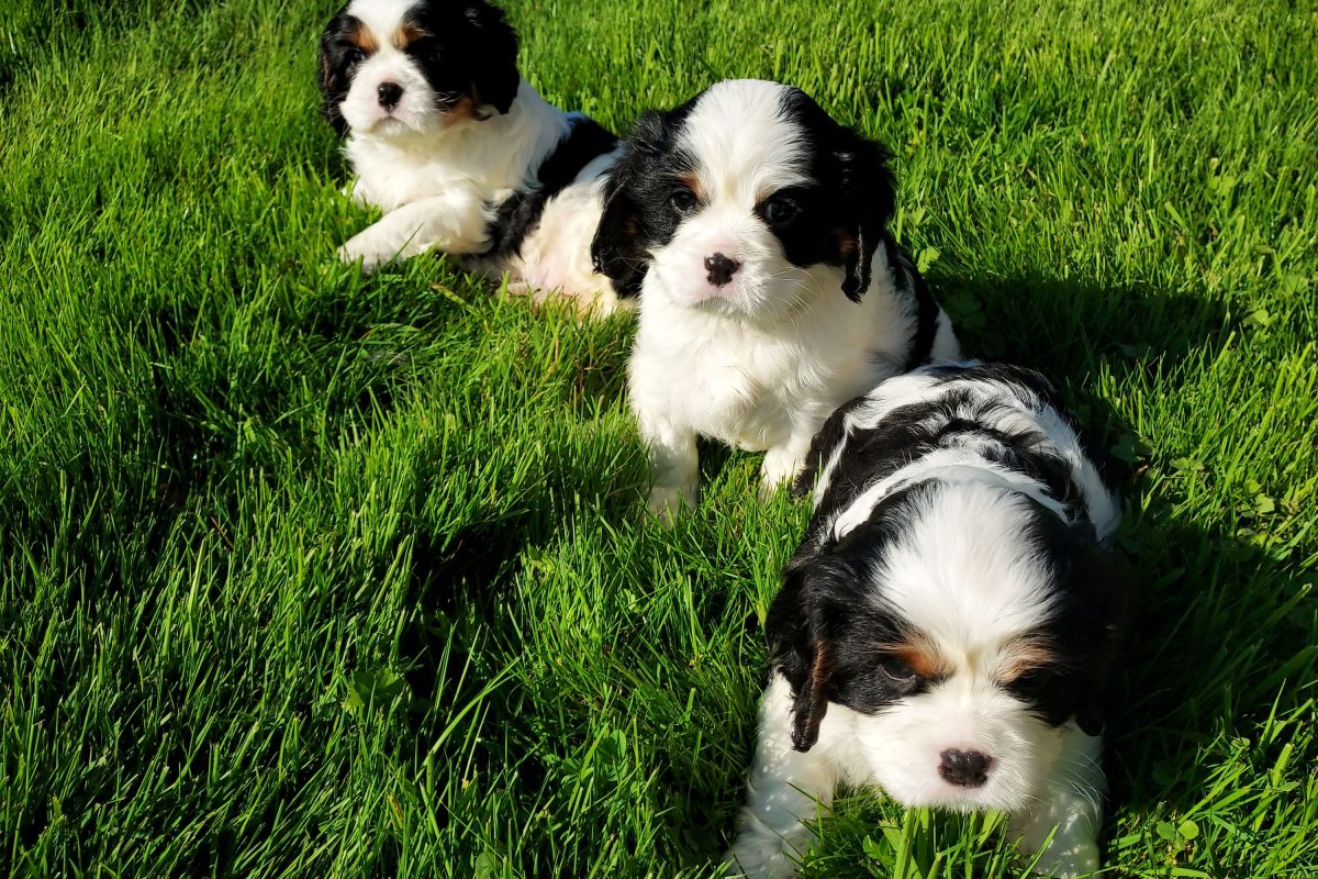 A vendre chiots cavalier King Charles 