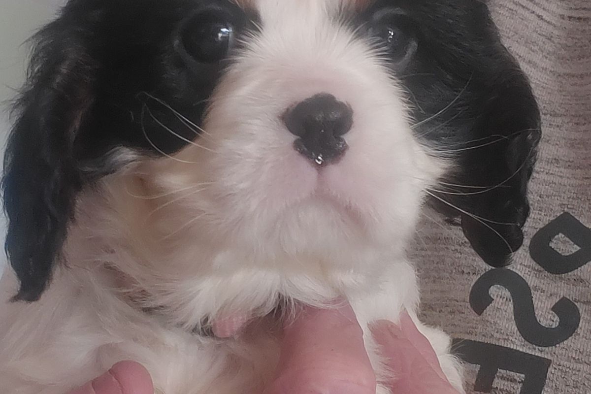 Photo 3 A vendre chiots cavalier King Charles 