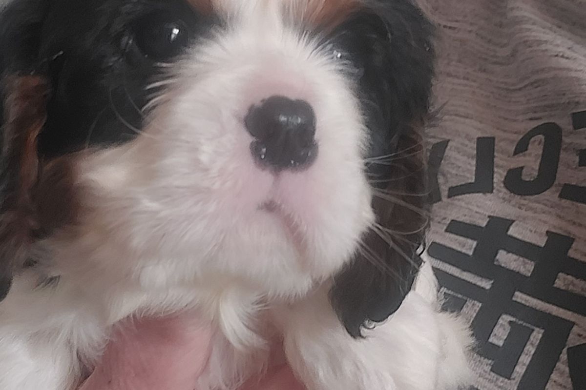 Photo 2 A vendre chiots cavalier King Charles 