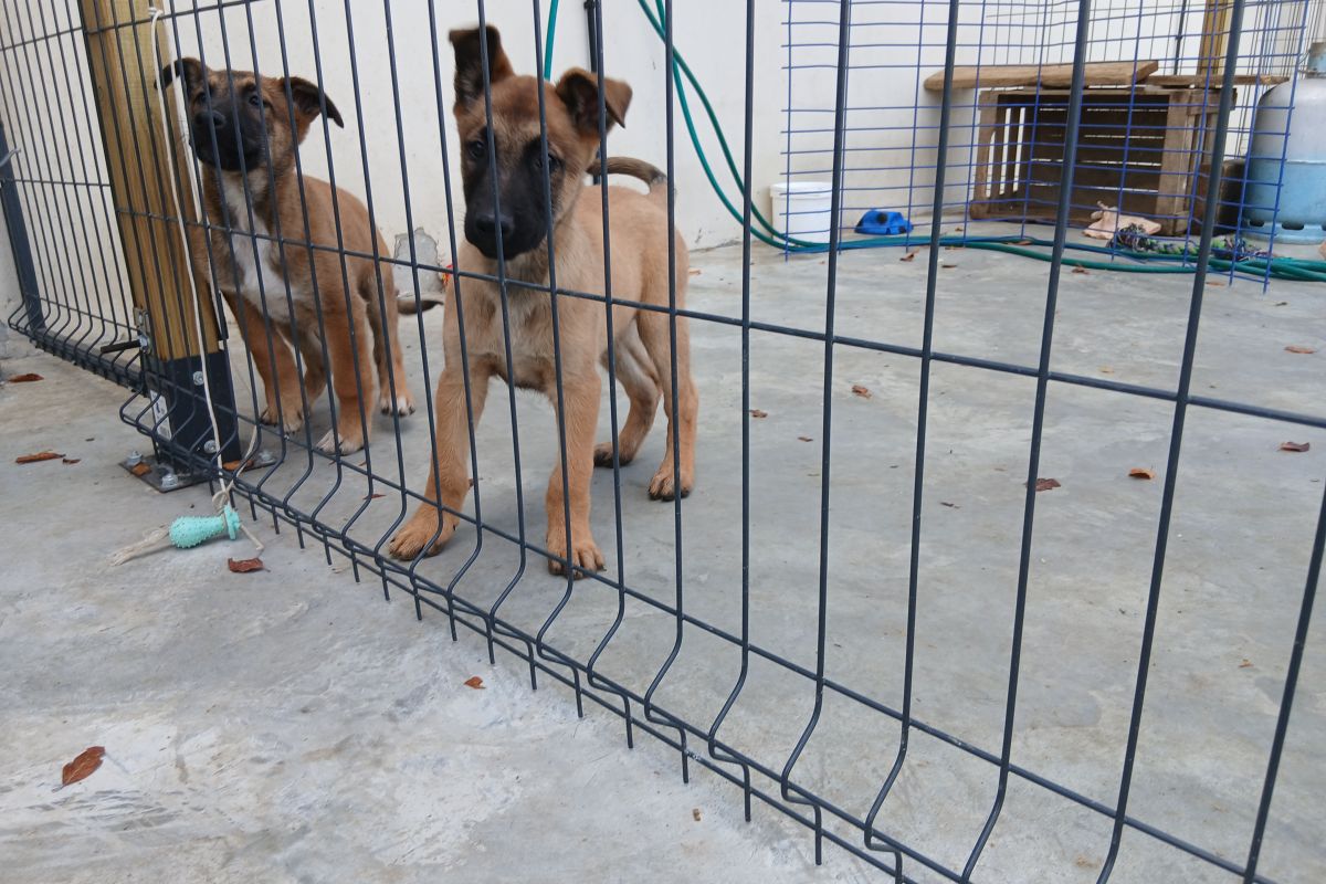 Chiots malinois