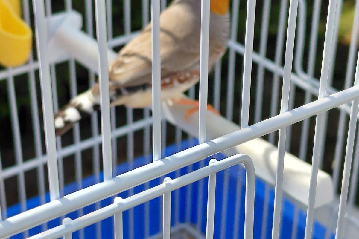 Photo 2 Oiseaux mandarins