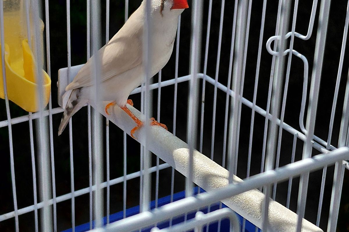 Photo 3 Oiseaux mandarins