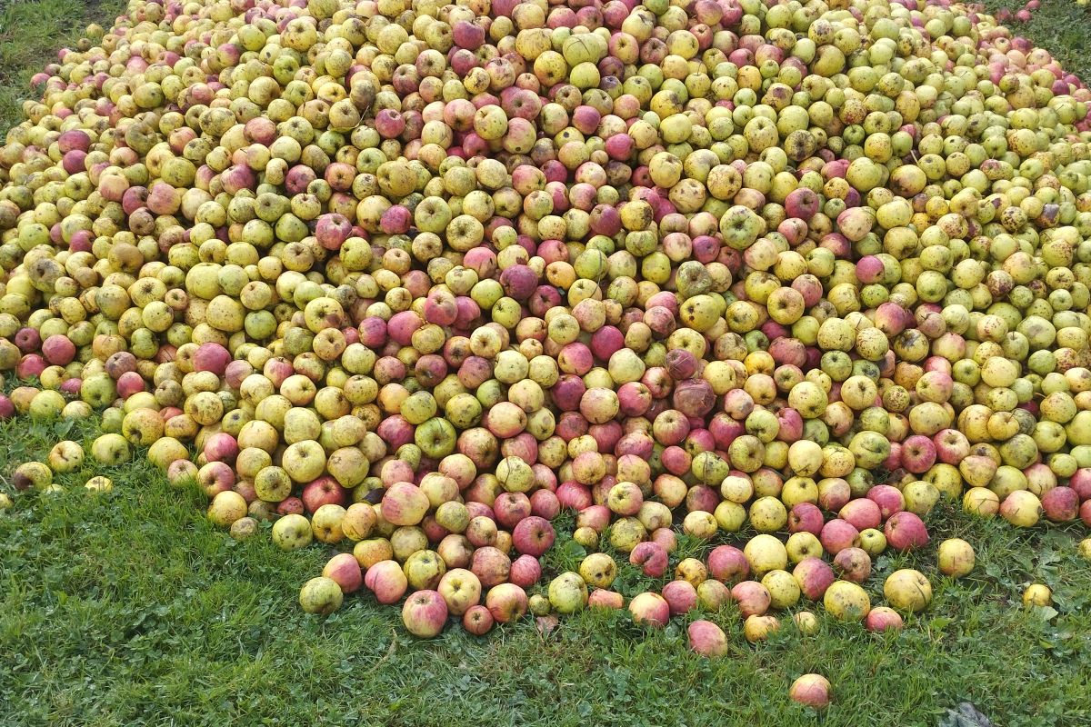 Pommes à cidre