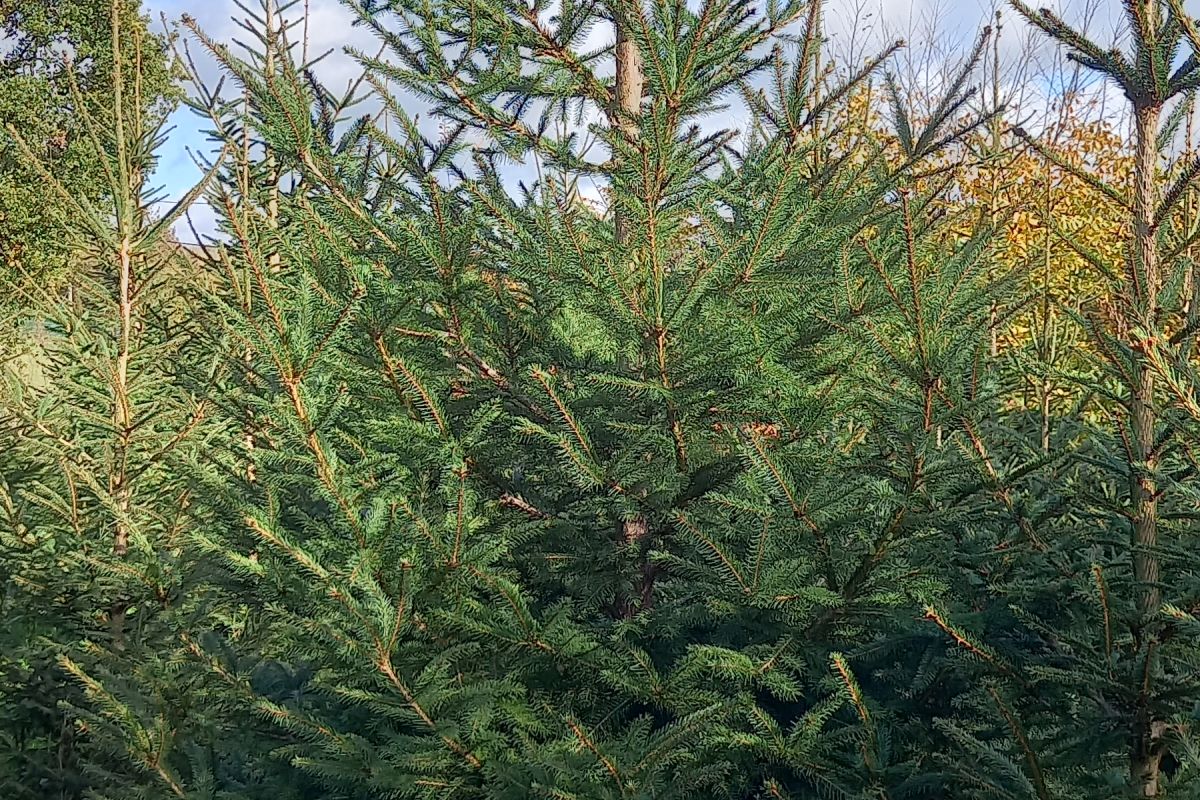 Grands sapins de Noël à réserver