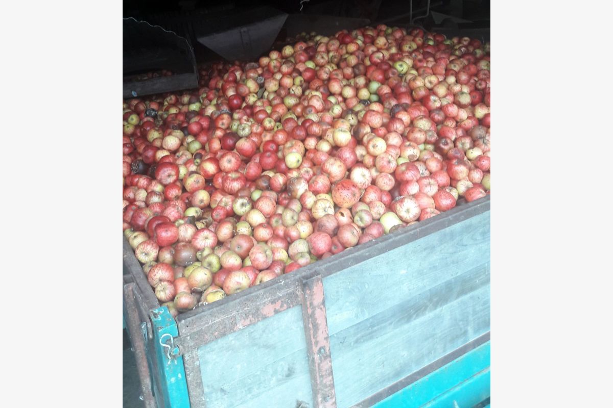 Pommes à cidre