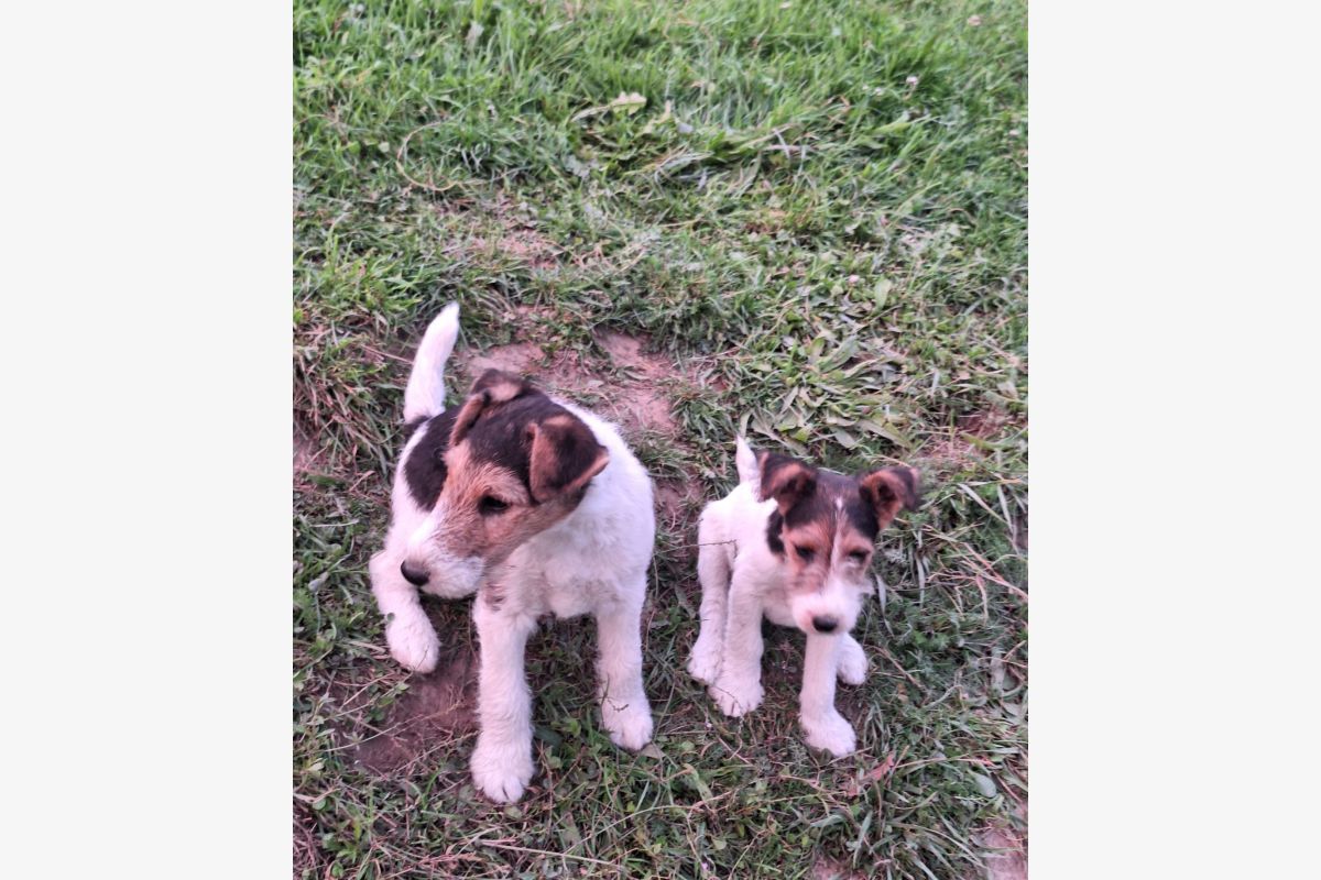 Apparence fox terrier