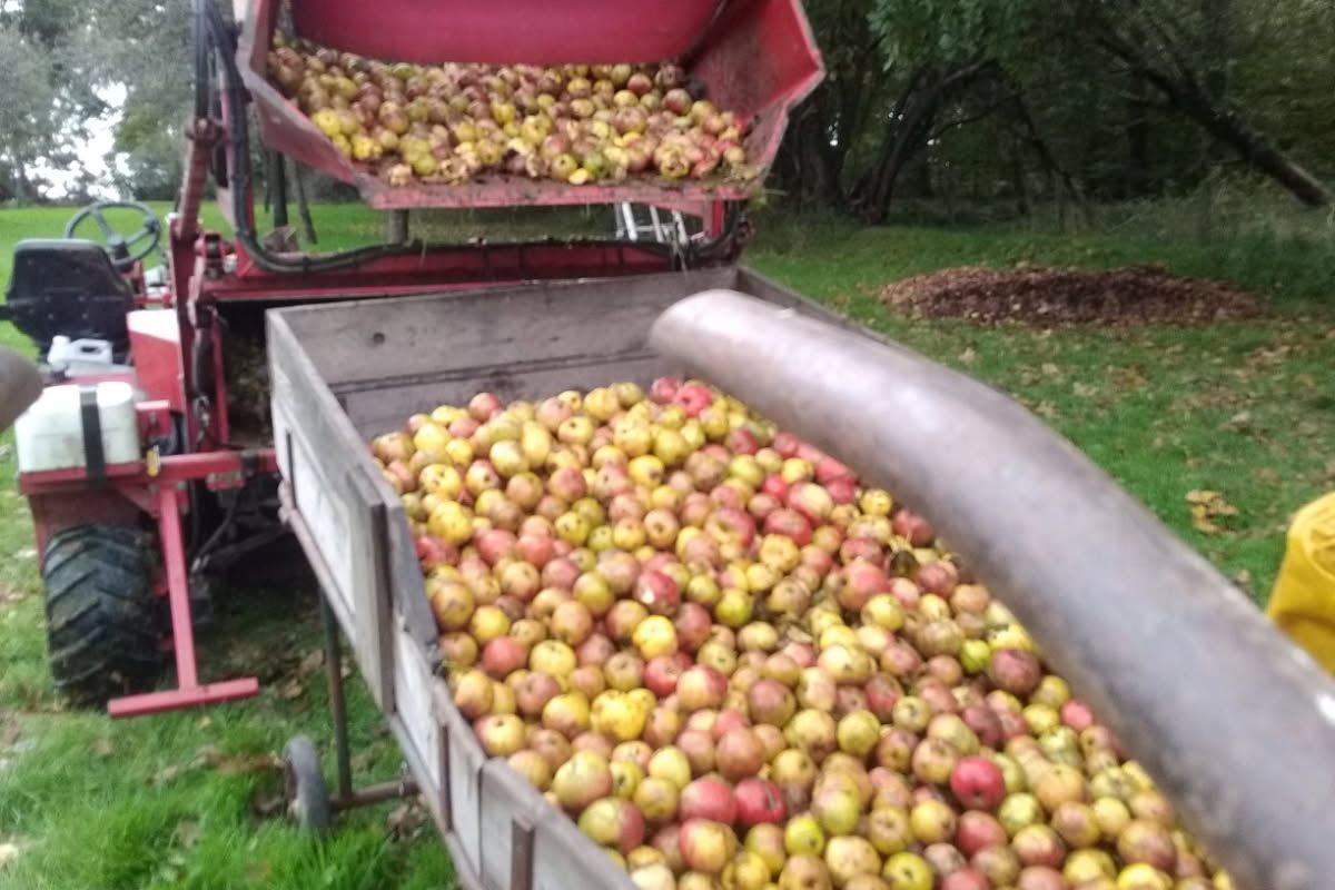 Pommes à cidre