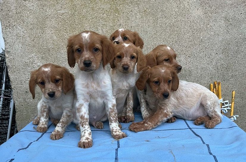 Apparence épagneul breton