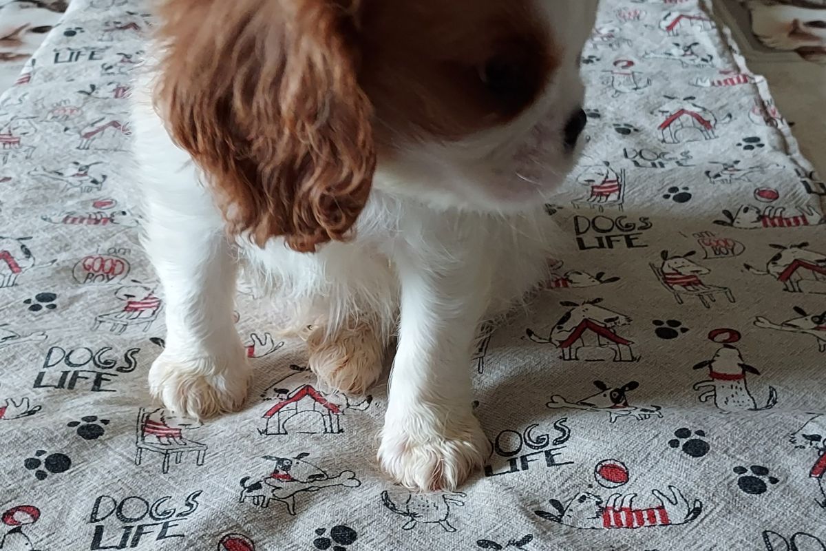 A vendre chiots cavalier king charles 