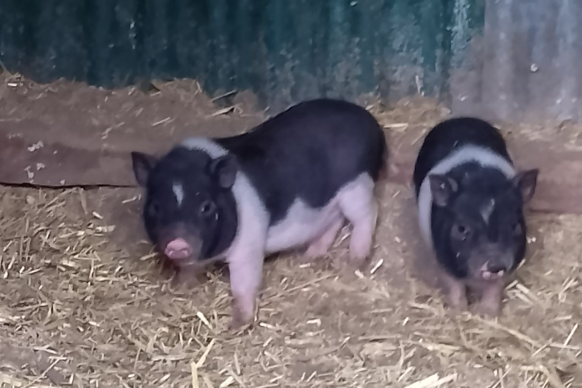 Photo 2 Bébés cochons Gottingen nain 