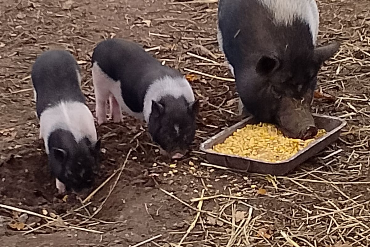 Bébés cochons Gottingen nain 