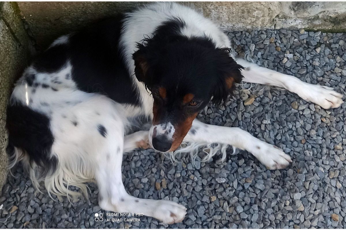 Race épagneul breton