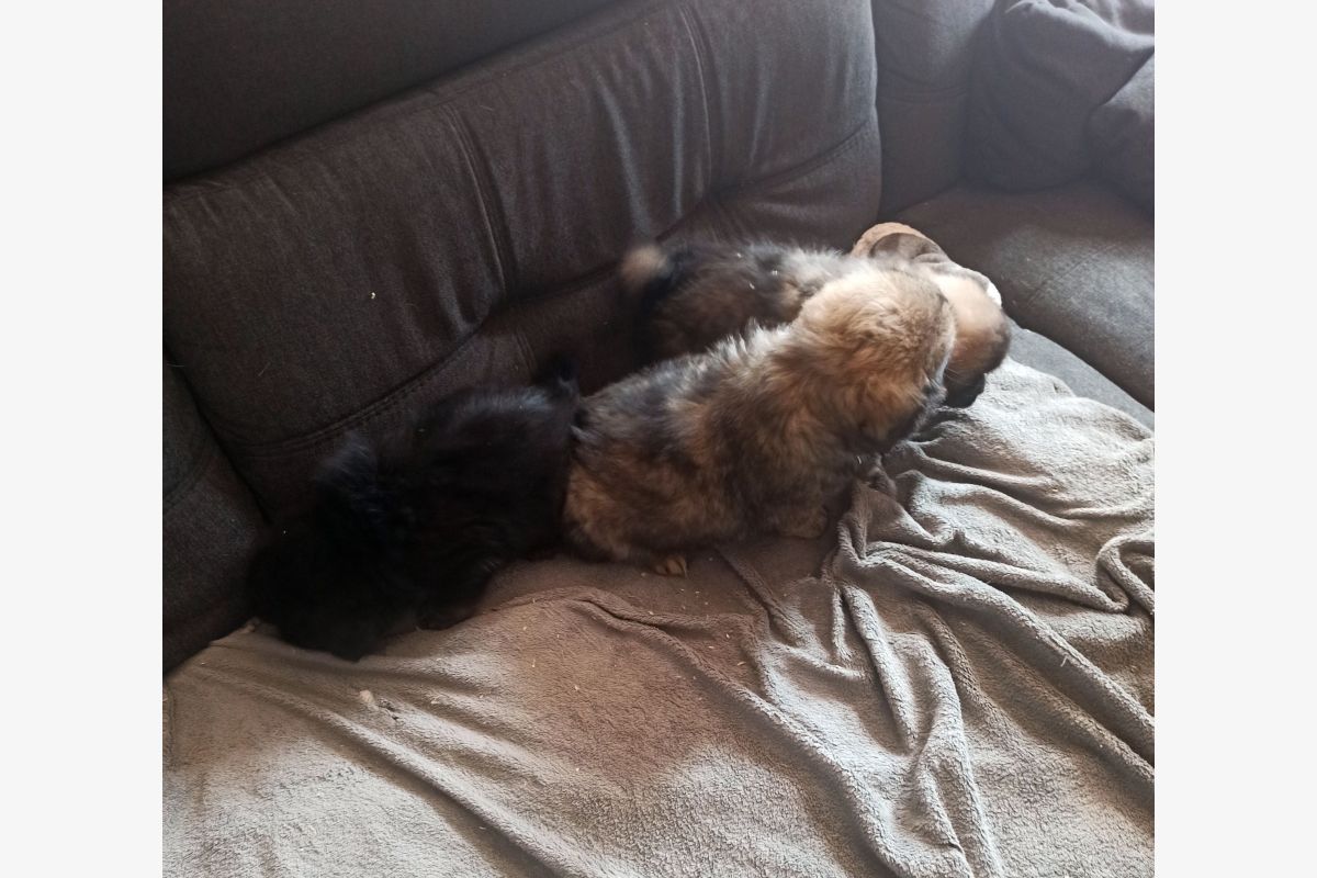 Race épagneul tibétain