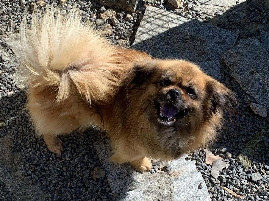 Negan, petit male epagneul tibétan