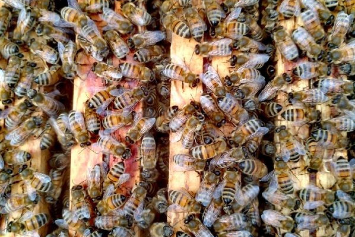 Photo 2 Essaim d'abeilles