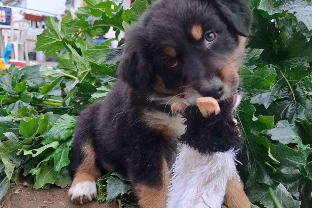 Photo 2 Berger Australien LOF disponible