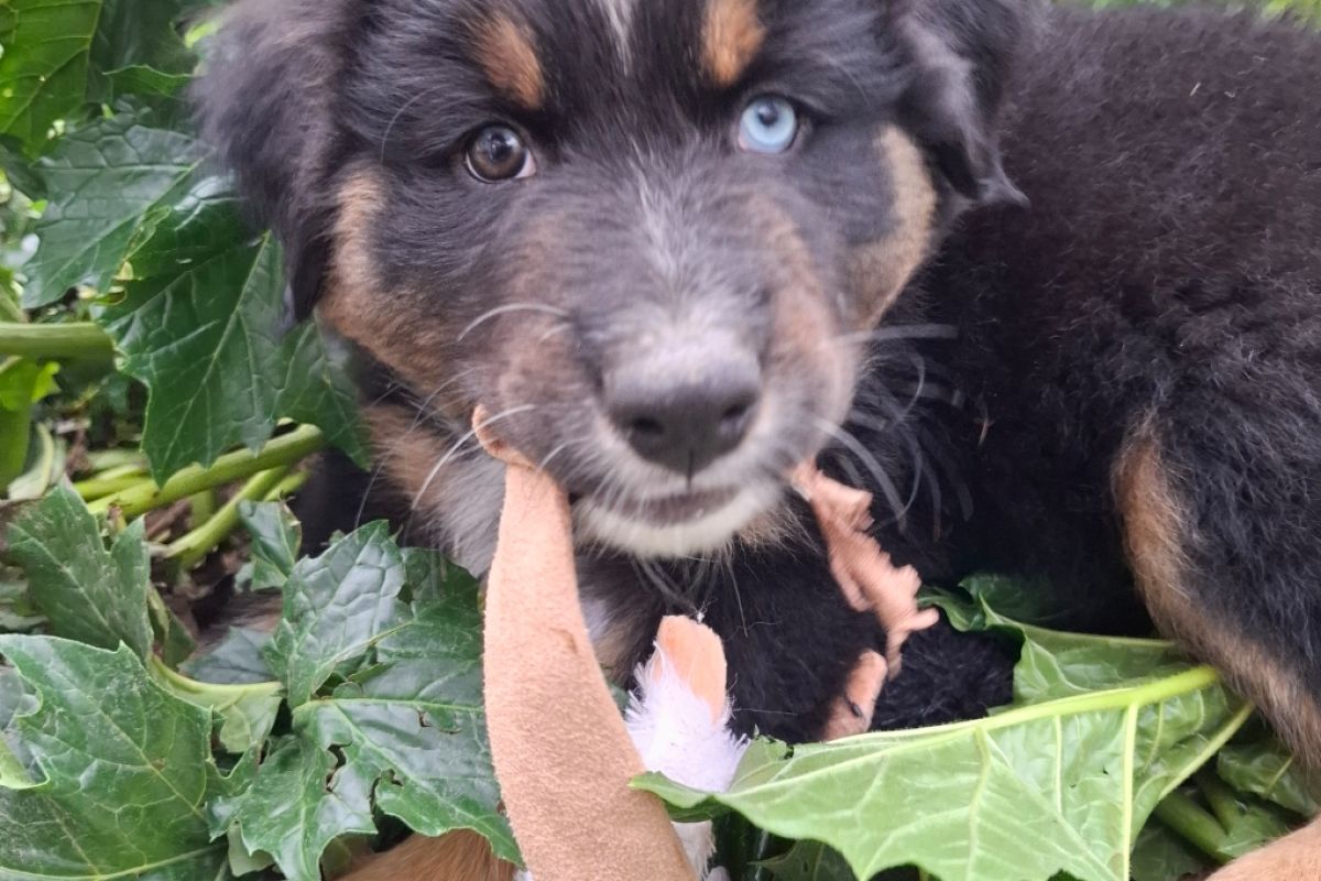 Berger Australien LOF disponible