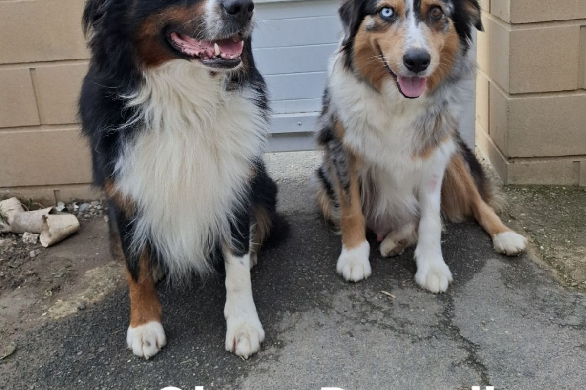 Photo 3 Berger Australien LOF disponible