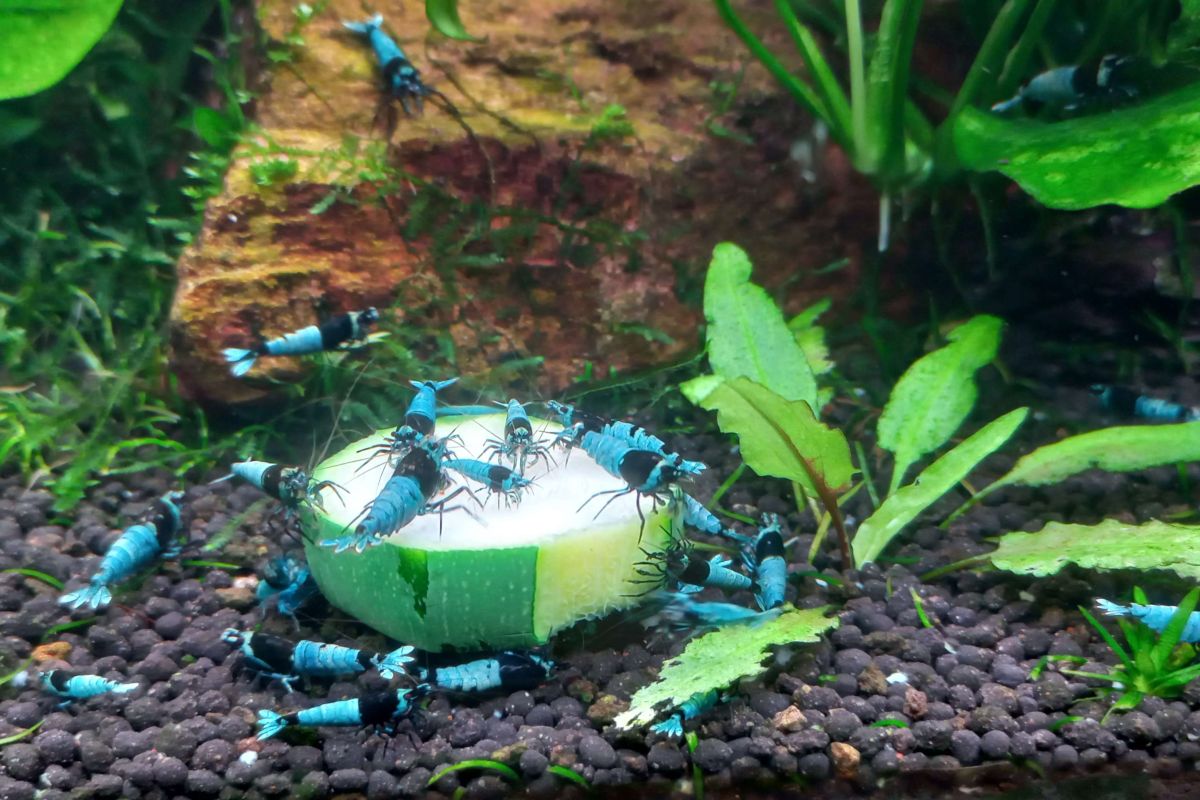 Crevettes d'aquarium