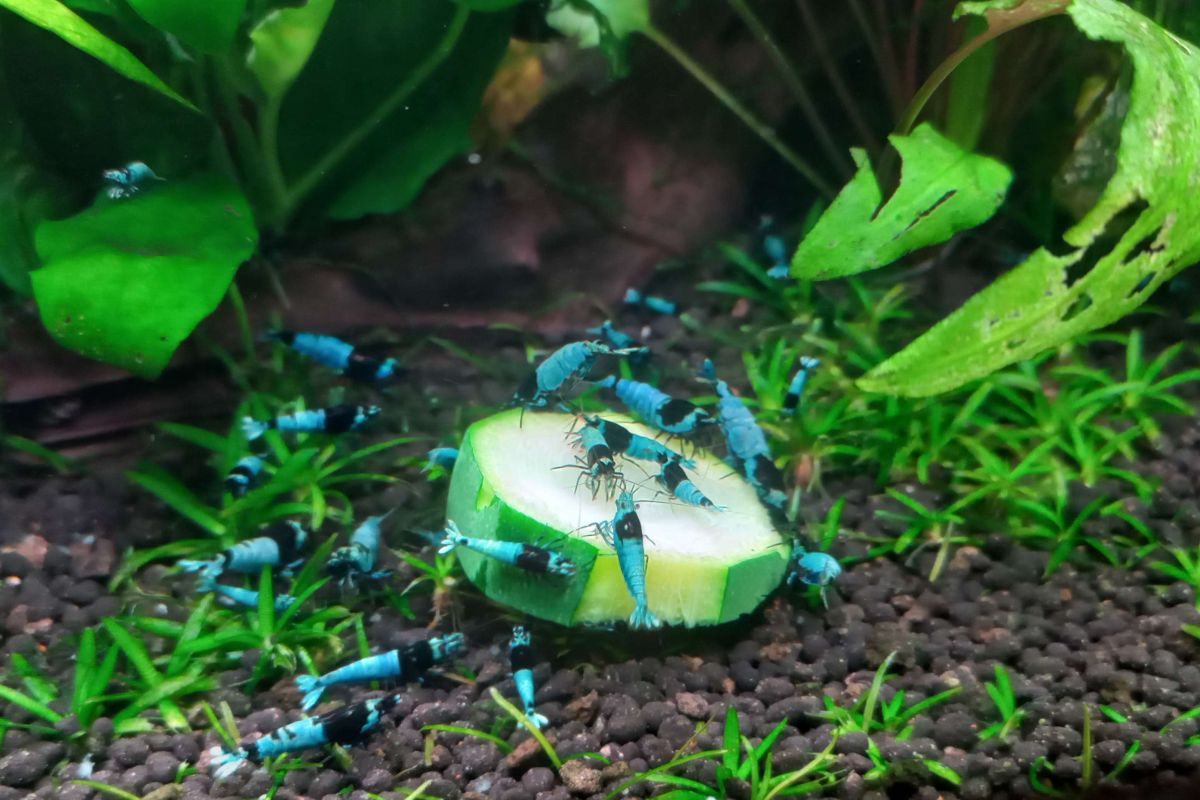 Photo 2 Crevettes d'aquarium