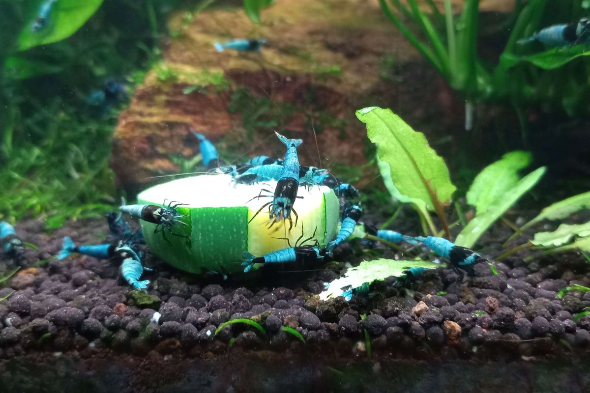 Photo 3 Crevettes d'aquarium