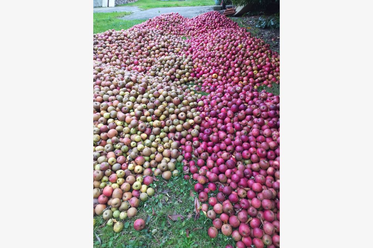 Pommes à jus ou à cidre