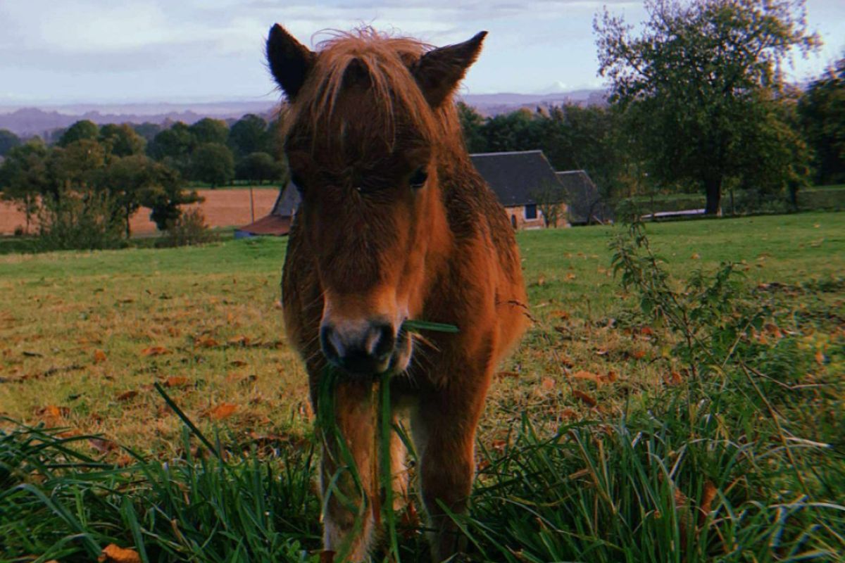 Photo 3 Shetland femelle 