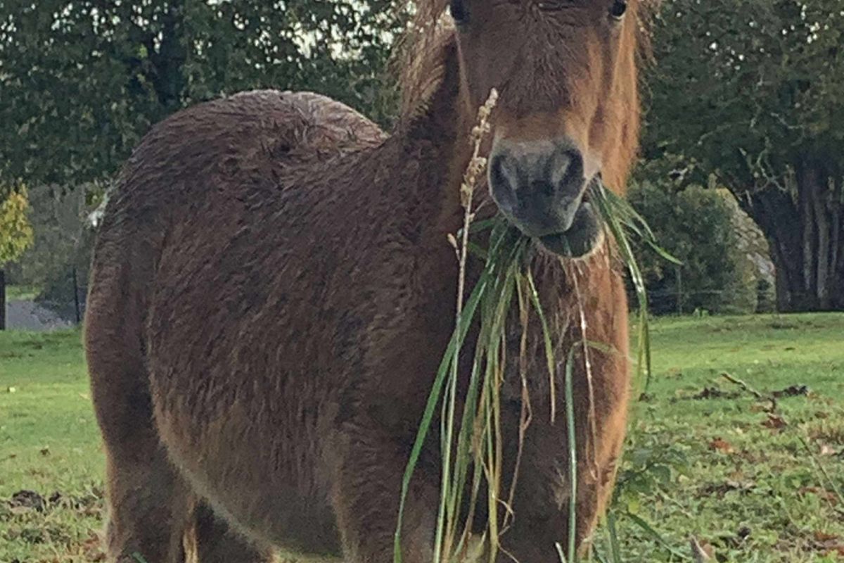 Photo 2 Shetland femelle 