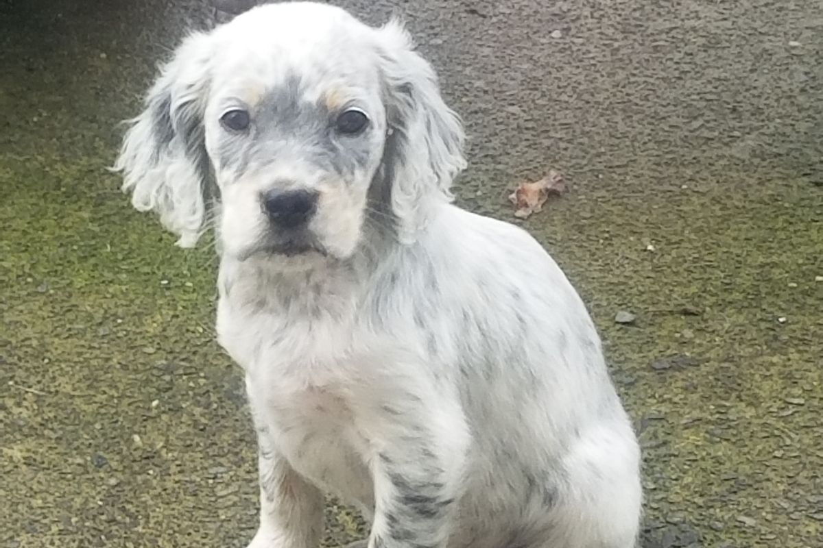 Chiot apparence setter anglais mâle 