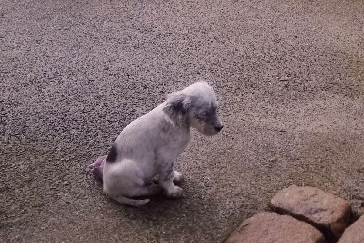 Photo 3 Chiot apparence setter anglais mâle 