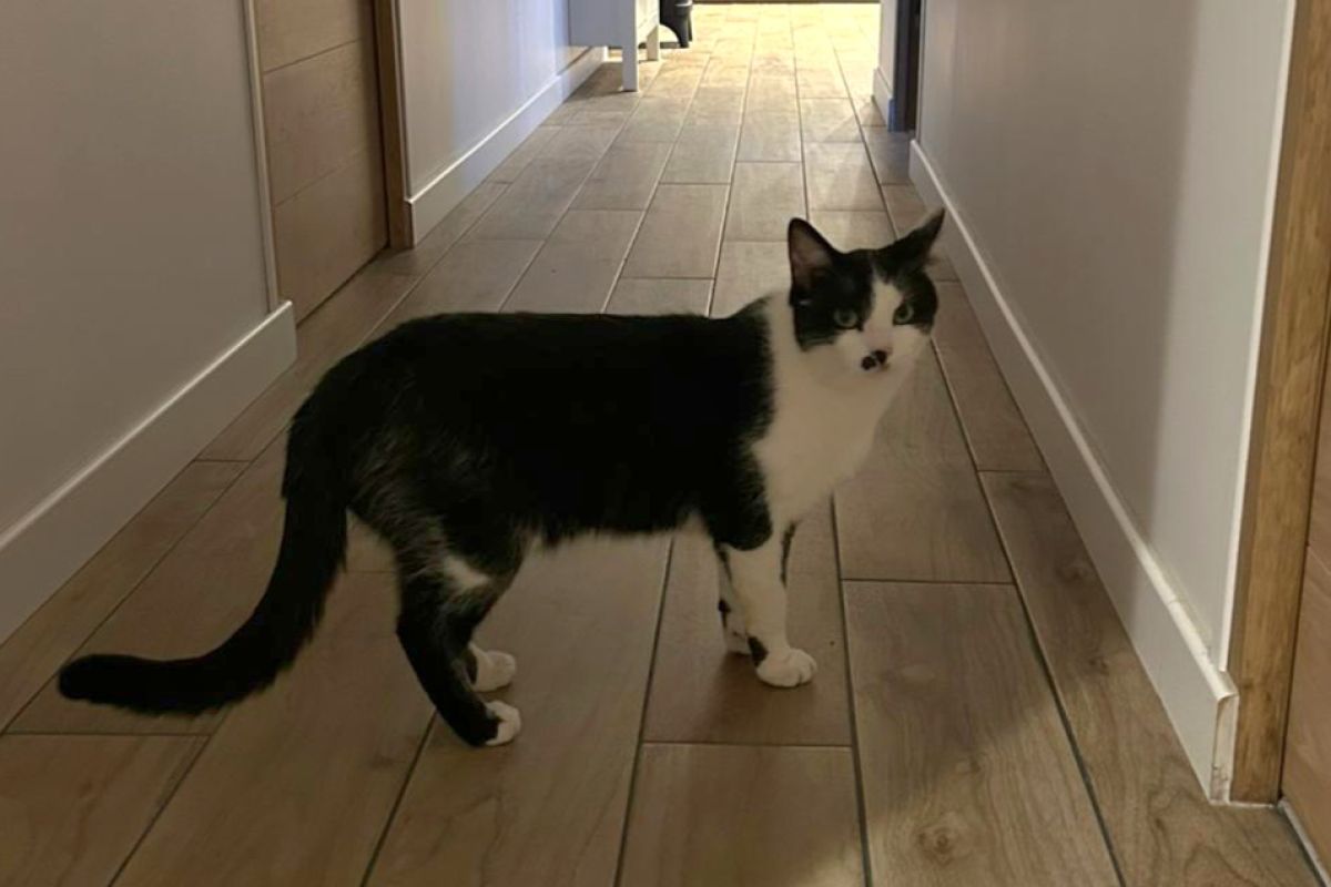 Chat perdu - Trouville Alliquerville