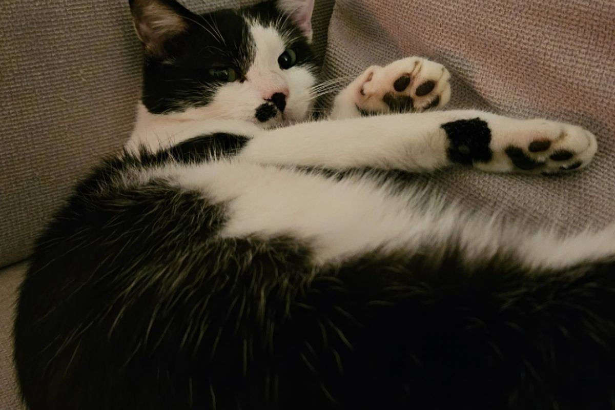 Photo 3 Chat perdu - Trouville Alliquerville