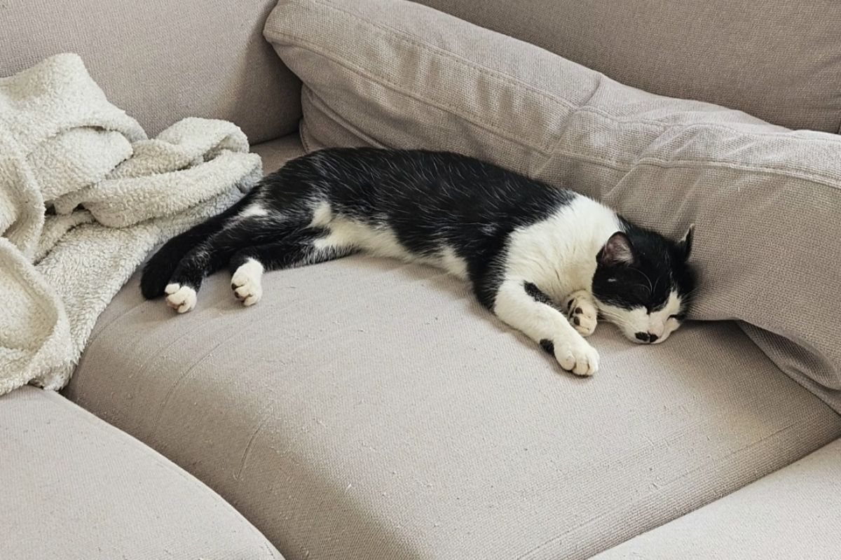 Photo 2 Chat perdu - Trouville Alliquerville