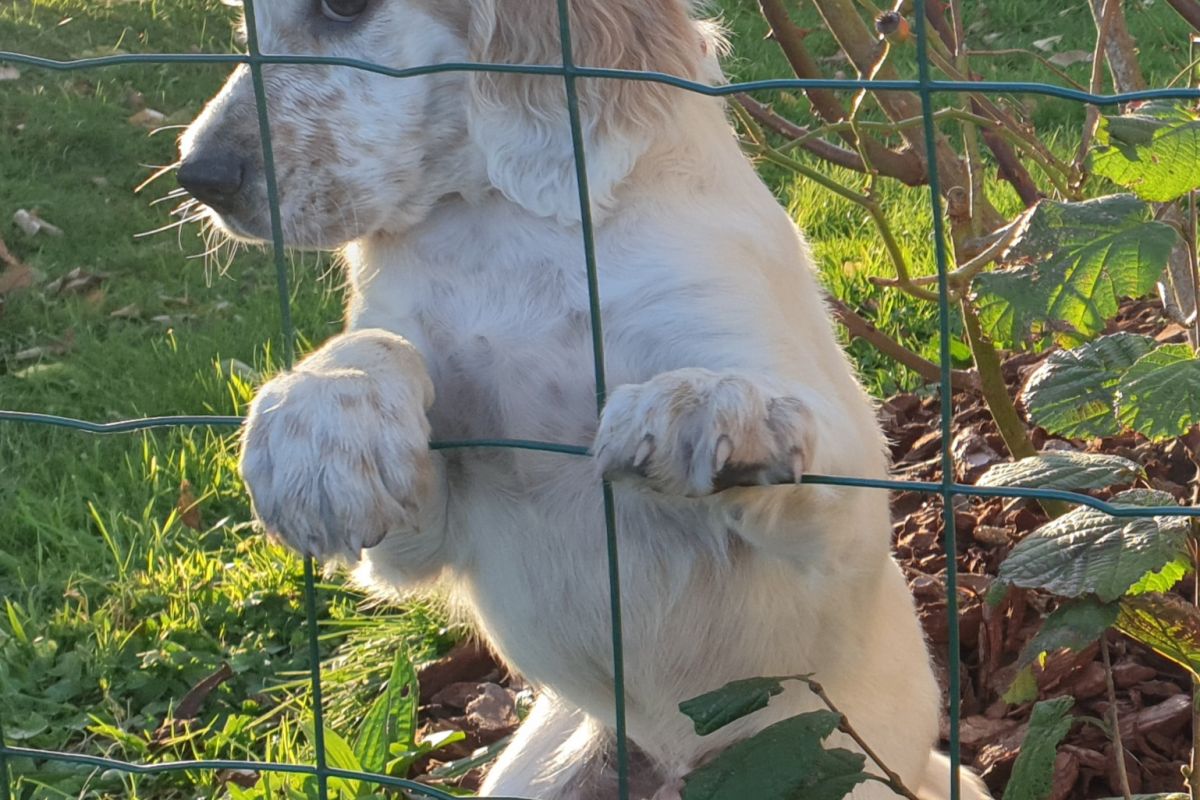 Photo 2 À réserver chiots 