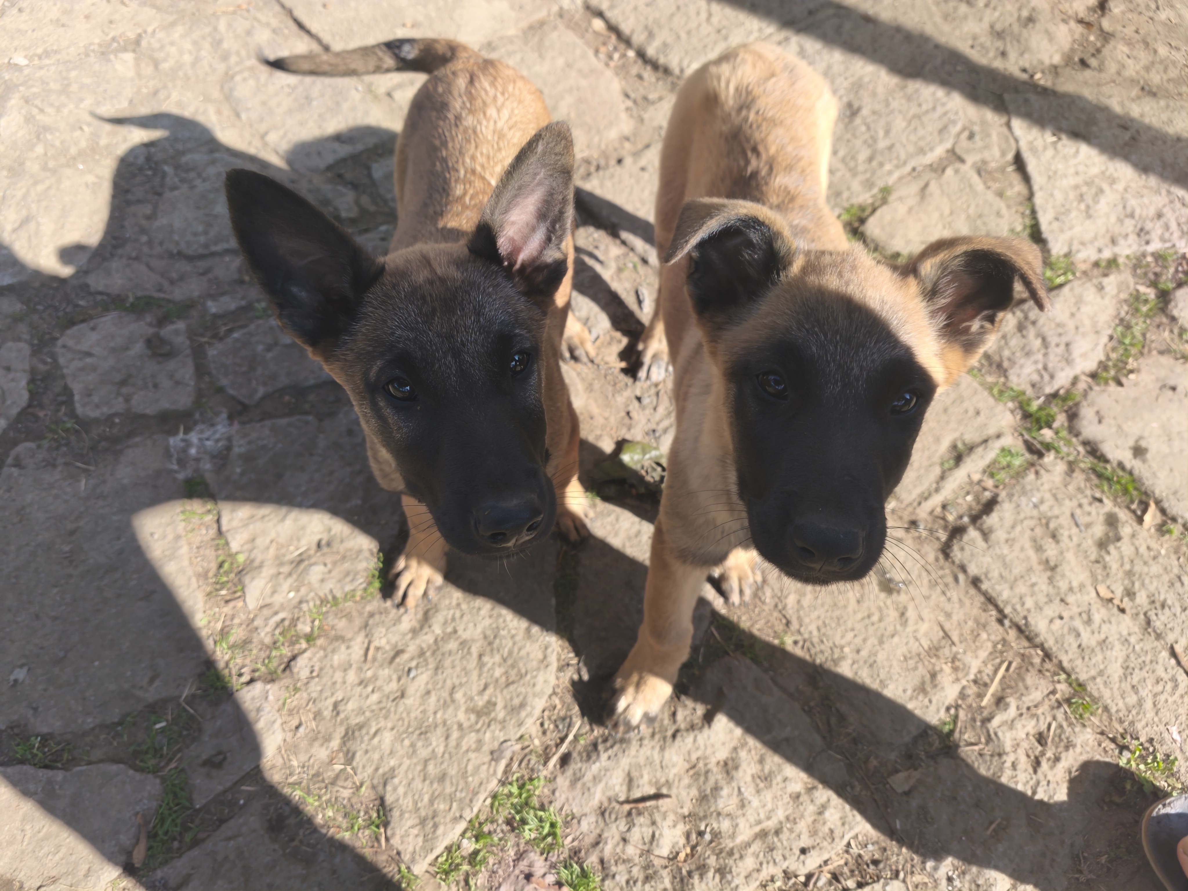 Photo 2 Apparence malinois