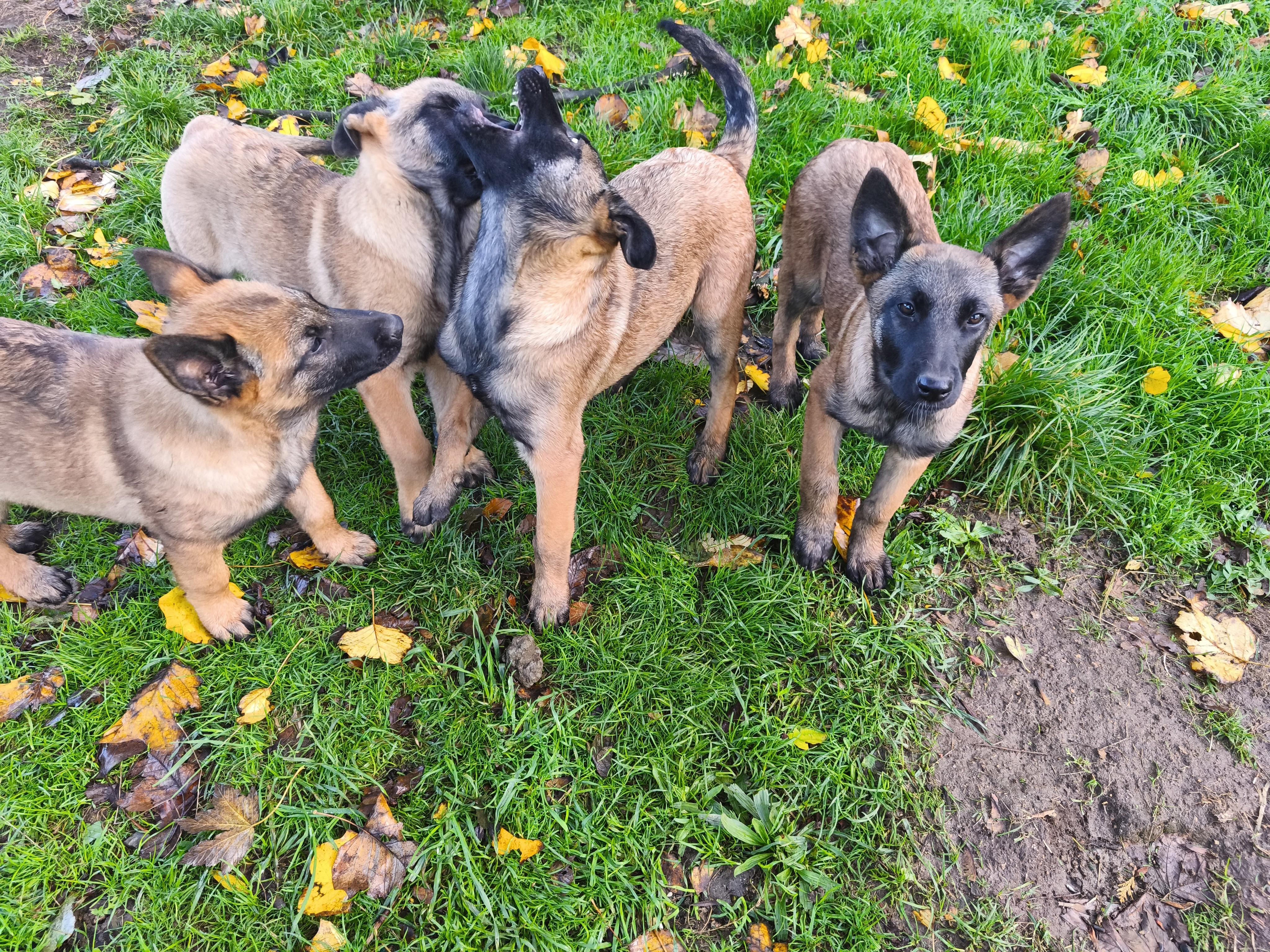 Photo 3 Apparence malinois